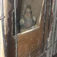 جوجه عروس سرلاکی