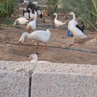 قوقاز چینی