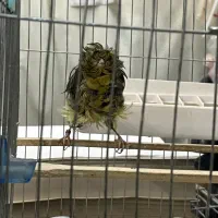 قناری شامپیون