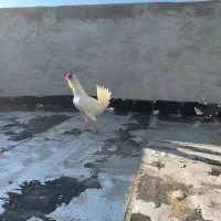 خروس گلین|حیوانات مزرعه|شهرکرد, |دیوار