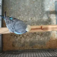 دو جفت مرغ عشق درجه یک|پرنده|چهاردانگه (تهران), |دیوار