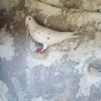 سارنروبزک