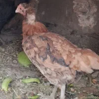 اردک نر دومرغ تخم گزار