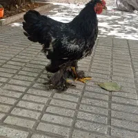 خروس