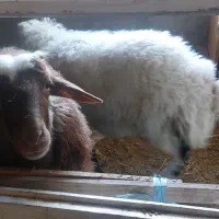 فروش میش چند قلو زا افشاری آبستن|حیوانات مزرعه|آسارا, |دیوار