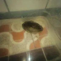 صدف دریای زنده|ماهی|دزفول, |دیوار