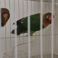 جفت کوتوله (شیطون و سالم)