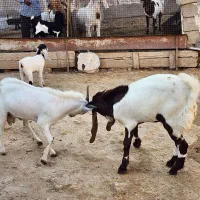 درودبر شما خوبان|حیوانات مزرعه|لامرد, |دیوار