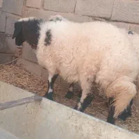 بره نر وماده|حیوانات مزرعه|کرمان, |دیوار