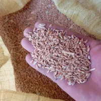 گندم دیمه سیا داس