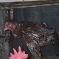 سلام خروس لاری