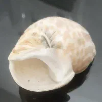 صدفهای‌بزرگ‌دکوری|صنایع دستی و سایر لوازم تزئینی|دماوند, دماوند|دیوار