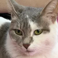 گربه به همراه ۳ تا بچه ۲ ماهه