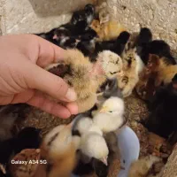 فروش جوجه محلی گردن لخت