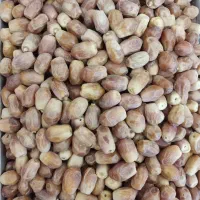نیرو خانم قصب «خرمای زاهدی»