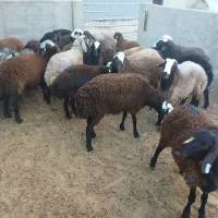 گوسفند زنده باقصاب درمحل|حیوانات مزرعه|نسیمشهر, |دیوار