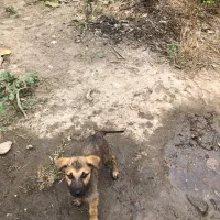 توله سگ نگهبان واگذاری|سگ|رشت, آتشگاه|دیوار