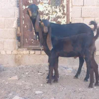 بز کهره|حیوانات مزرعه|شیراز, کرونی(خاتونک)|دیوار