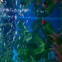 فروش آکواریوم|ماهی|محلات, |دیوار