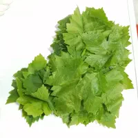 برگ مو انگور سفید