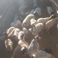 برهنر بزغالهنر|حیوانات مزرعه|کاشان, فاز ۲ ناجی آباد|دیوار