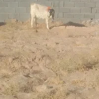 دوعدد بز جوان