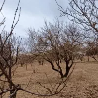 فروش چهار سهم طرح ۳ هوره زمین 16000متر میباشد