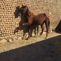 مادیون تازه سواری