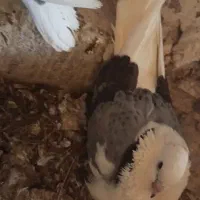 دوکت سبز جفت