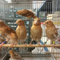 قناری اوپال سرخ و دارچینی سرخ