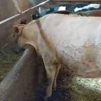گوساله ماده شاروله