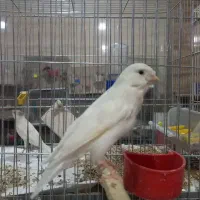 قناری های نر و ماده مست و خوشگل