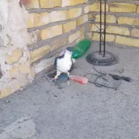 کبوتر ساده|پرنده|میان ولایت, |دیوار