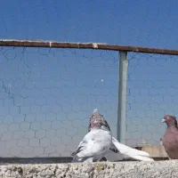 کفتر|پرنده|شیراز, کوشک میدان|دیوار