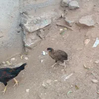 جوجه لاری و محلی و کوردی|حیوانات مزرعه|بانه, |دیوار