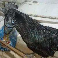 تخم مرغ ایام سمانی