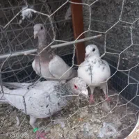 کفتر|پرنده|چناران, |دیوار