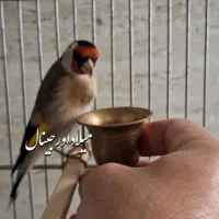 سهره جوجه پارسال رام رام