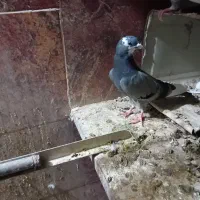 ۷ عدد شازده سبز وسیاه|پرنده|اردکان, |دیوار