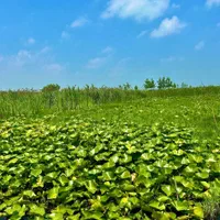 شانسی برای مالکیت|فروش خانه و ویلا|شیراز, تندگویان|دیوار
