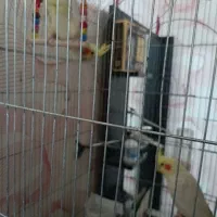 فروش ۳عددعروس هلندی یکجفت ویک بچه|پرنده|هشتگرد, فاز ۷ مهستان|دیوار