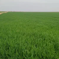 زمین-کشاورزی-اریک-کانال-یک