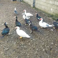 فروش اردک‌اسراییلی|حیوانات مزرعه|شیرود, |دیوار