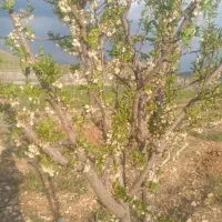 فروش زمین میان چنار|فروش زمین و ملک کلنگی|چیتاب, |دیوار