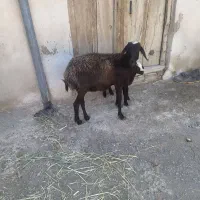 میشوبره ماده