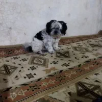 سگ گم شده،مژدگانی میدم