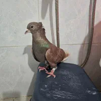 دمگیر سرخ کاکلی|پرنده|خمینی‌شهر, |دیوار