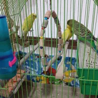 مرغ عشق|پرنده|گلستان (تهران), |دیوار