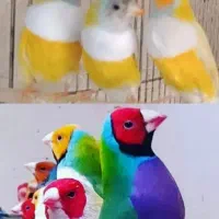 گلدین چهارمین پرنده خوشگل تو دنیا