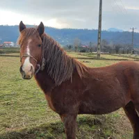 اسب|اسب و تجهیزات اسب‌سواری|احمدسرگوراب, |دیوار